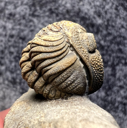 Fossile trilobite del - fossile,