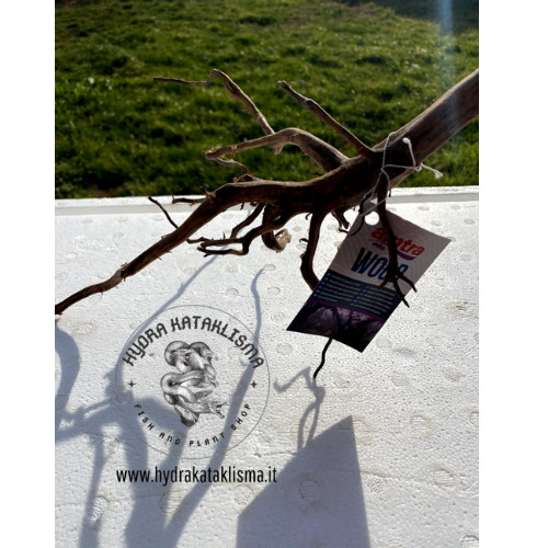 Legno acquario spider wood - acquario,