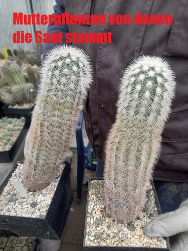 Pezzi echinocereus - 2,