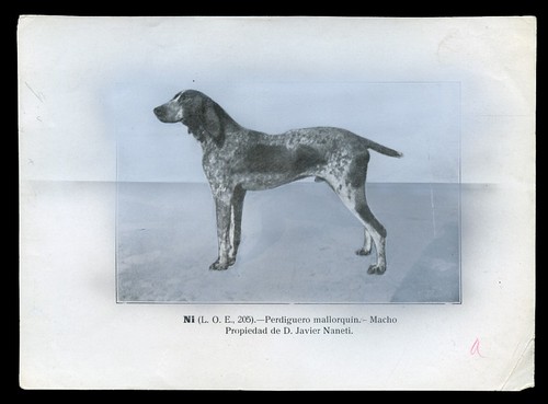 Spanish pointer perdiguero - pointer,