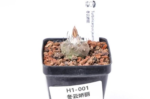 Vaso cm turbinicarpus - vaso,