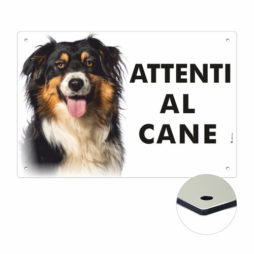 Australian shepherd attenti - australian,