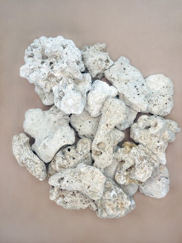 Roccia base corallo - , oceano