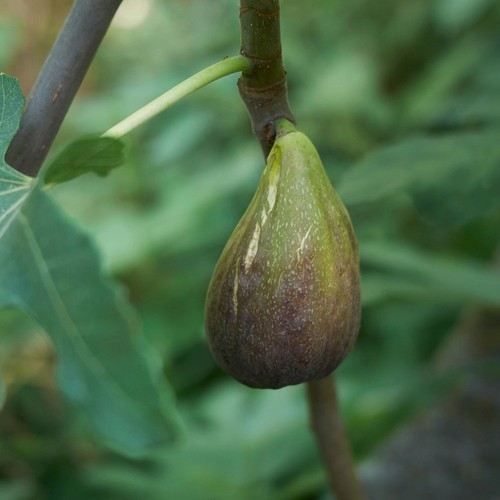 Pianta frutto fico lungo - da,