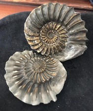 AMMONITE GEODE FOSSILE 65