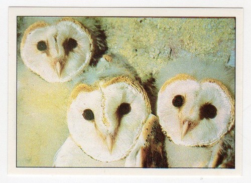 Figurina uccelli panini - figurina,