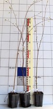 Betula nigra - Betulla nera