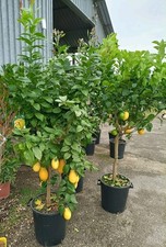 Pianta limone quattro - pianta,