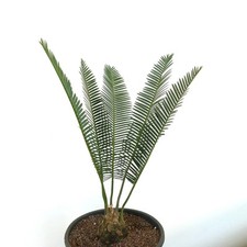 Dioon edule Valles Form (San