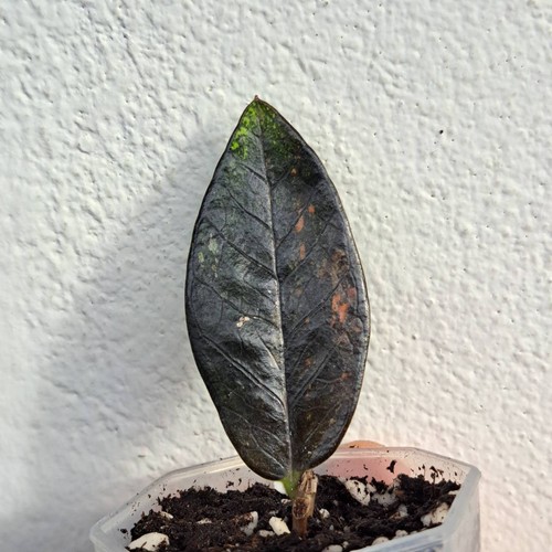 Pianta corvo variegata - di,