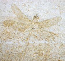 Malm Aeschnopsis sp.  Rara