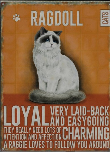 Targa metallo vintage gatto - in,