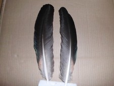 2 piume di pavone nere e