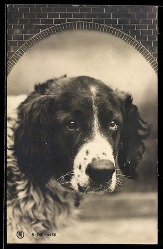 Cane caccia ritratto - ritratto, sotto