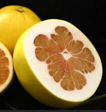 Citrus grandis o C. Maxima (POMELO o PUMMELO SHADDOCK) - PIANTA DI POMELO