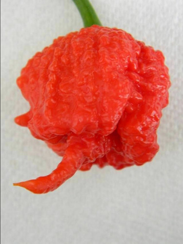 Semi peperoncino - 25, di