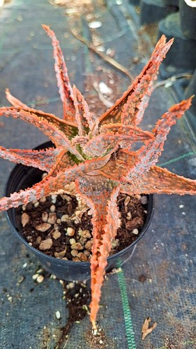 Aloe zebrina dannyz - , succulente