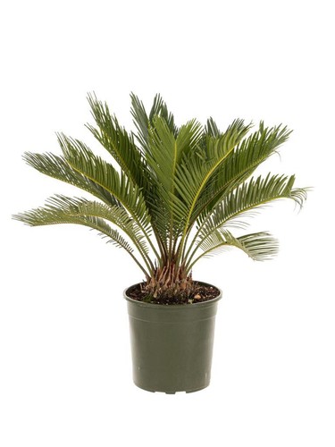 Cycas revoluta - cycas,