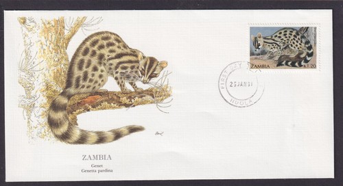 Zambia africa fauni genette - zambia,
