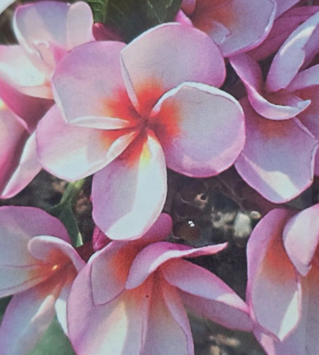 Frangipani plumeria rhapsody - frangipani,