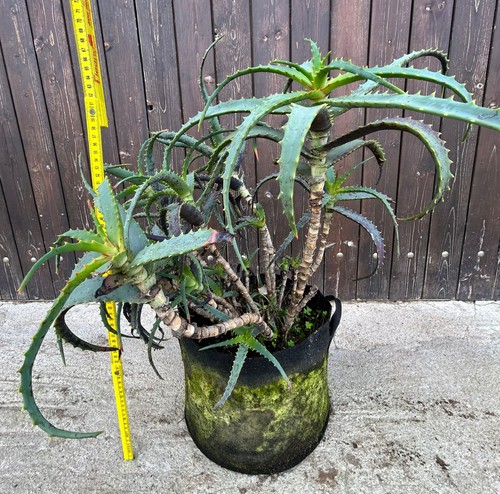 Pianta aloe arborescens anni - aloe,