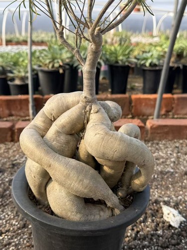 Euphorbia hedyoide rara - , pianta