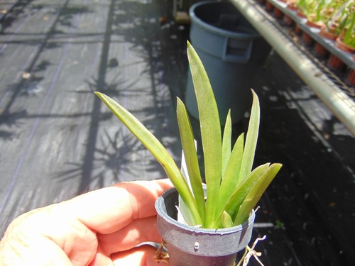 Oncidium tolumnia jairak flyer - oncidium/tolumnia,
