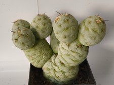 8-53 - Tephrocactus