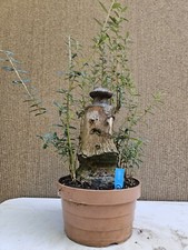 Old Mallorcan Olive Bonsai
