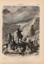 Gregge Di Capre Svizzera