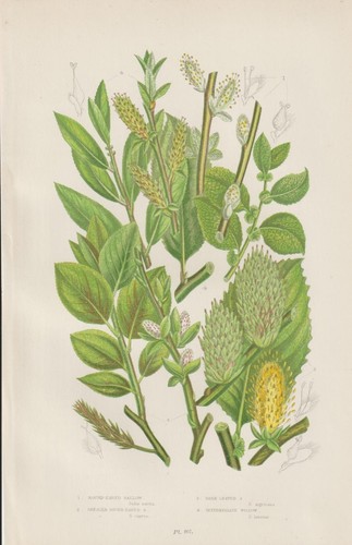 1905 pascoli diversi tipi - pascoli,