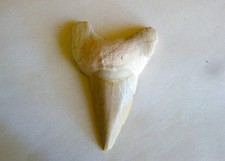 Fossili dente di squalo - -,
