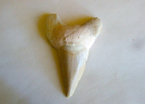 Fossili dente di - -,