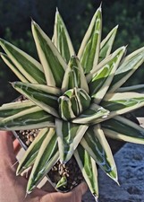 Agave Reginae Victoriae White