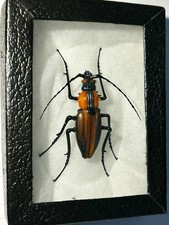 Vittorio Costantini B.1944