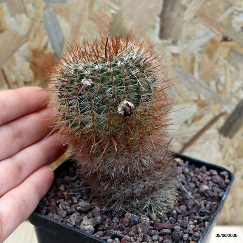 Notocactus rutilans vaso - rutilans,