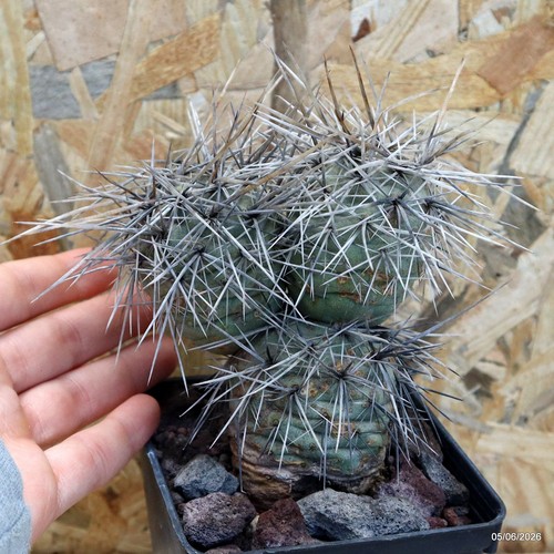 Tephrocactus alexanderii vaso - tephrocactus,