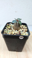 Adenium socotranum live - adenium, socotranum➡️live