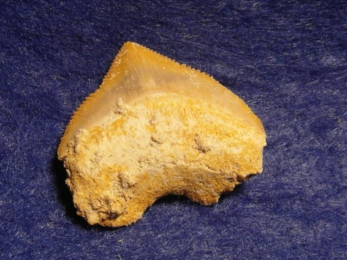 Dente squalo squalicorax - dente,