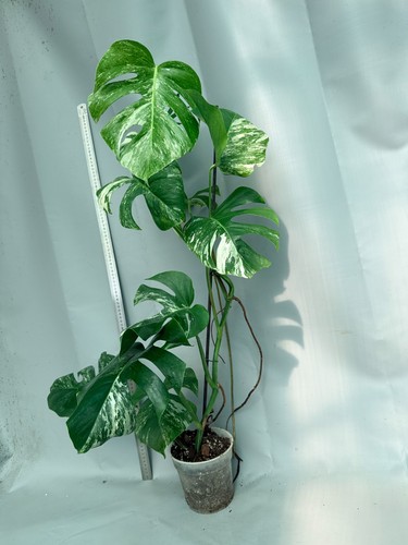 Monstera deliciosa albo - deliciosa,