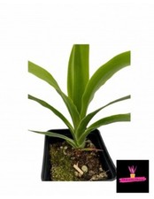 DRACAENA DRACO (ALBERO DEL