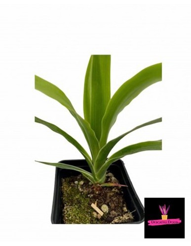 Dracaena draco albero del - draco,