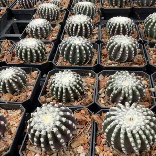 Pezzo pianta cactus - pianta,