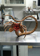 QUEEN ALIEN FACE HUGGER Sci-Fi
