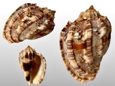 Harpidae, Harpa Harpa