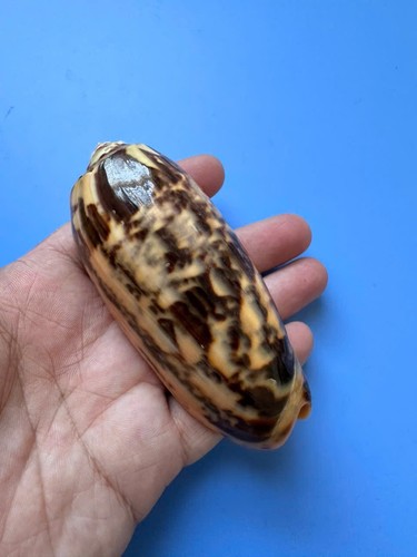 100 oliva miniacea - 100,3,