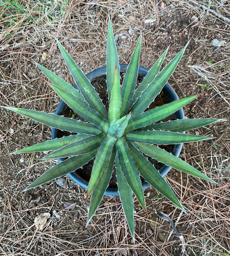 Agave lophantha pianta da - agave,