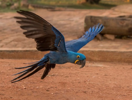 Hyacinth macaw flying glossy - hyacinth,