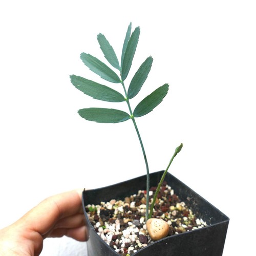 Encephalartos eugene maraisii