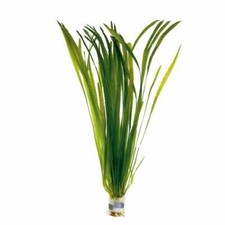 Vallisneria Spiralis piante